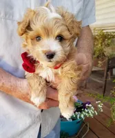 Cowboy , a male Maltipoo for sale in Bolivar, MO – Photo 5 of 8