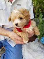 Cowboy , a male Maltipoo for sale in Bolivar, MO – Photo 3 of 8