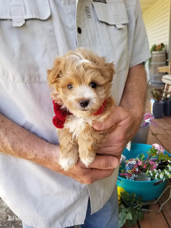 Cowboy  – Maltipoo puppy for sale in Bolivar, MO