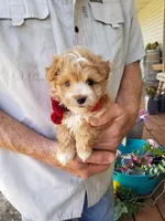 Cowboy , a male Maltipoo for sale in Bolivar, MO – Photo 1 of 8
