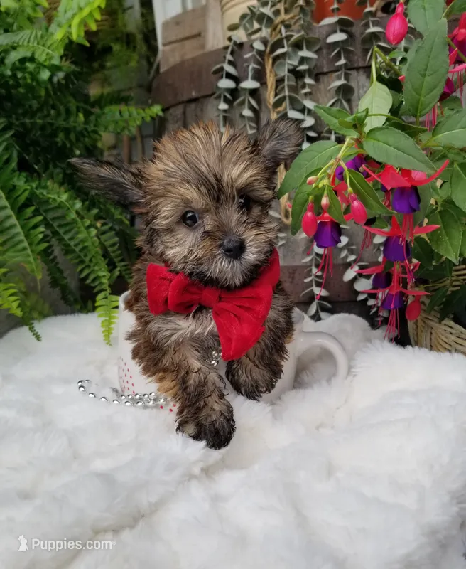 Benny – Yorkshire Terrier puppy for sale in Bolivar, MO