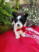 Rocky, a male Morkie for sale in Bolivar, MO – 10 of 10