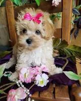 Sally , a female Maltipoo for sale in Bolivar, MO – 7 of 9