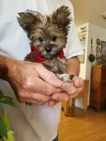 Benny, a male Yorkshire Terrier for sale in Bolivar, MO – 3 of 10