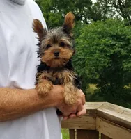 Beethoven , a male Yorkshire Terrier for sale in Bolivar, MO – 4 of 6