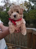 Rubble , a male Maltipoo for sale in Bolivar, MO – 5 of 10