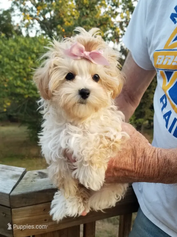 Izzy  – Maltipoo puppy for sale in Bolivar, MO