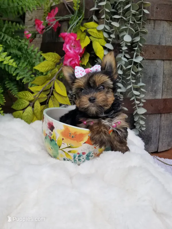 Libby – Yorkshire Terrier puppy for sale in Bolivar, MO