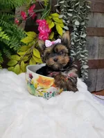 Libby, a female Yorkshire Terrier for sale in Bolivar, MO – 2 of 10
