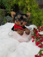 Henry, a male Yorkshire Terrier for sale in Bolivar, MO – Photo 5 of 8