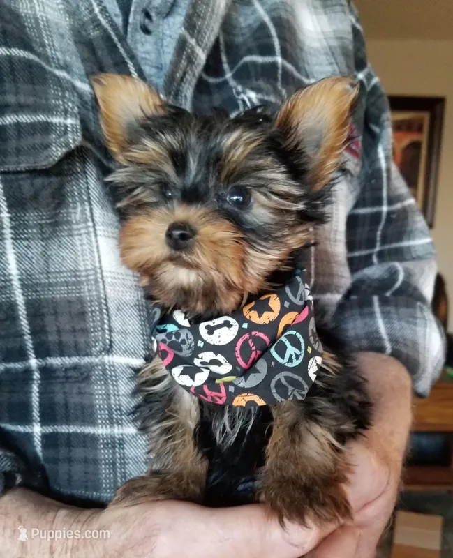 Henry – Yorkshire Terrier puppy for sale in Bolivar, MO