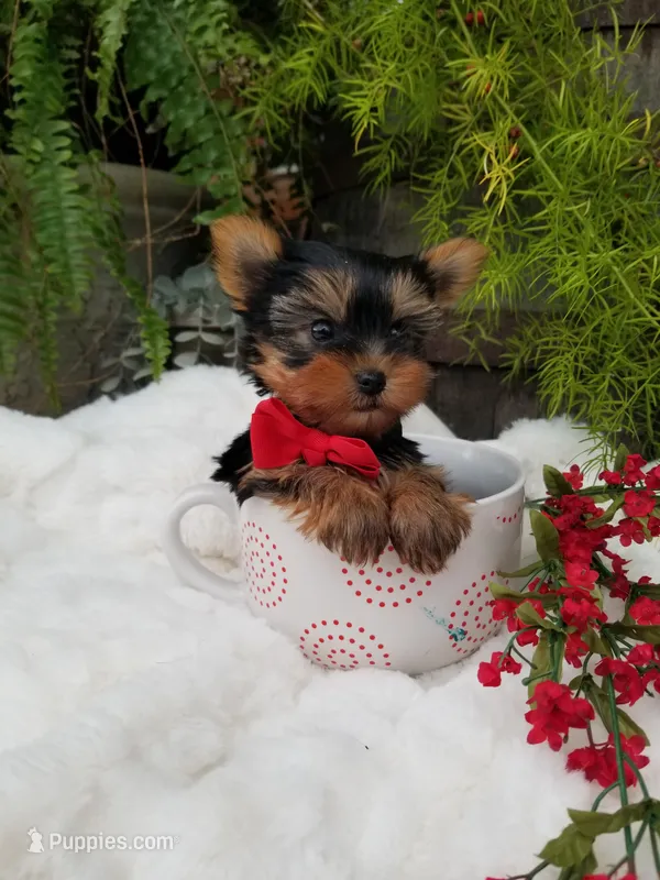 Henry, a male Yorkshire Terrier for sale in Bolivar, MO – Photo 1 of 8