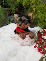 Henry, a male Yorkshire Terrier for sale in Bolivar, MO – Photo 6 of 8