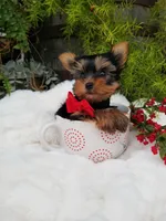 Henry, a male Yorkshire Terrier for sale in Bolivar, MO – Photo 2 of 8