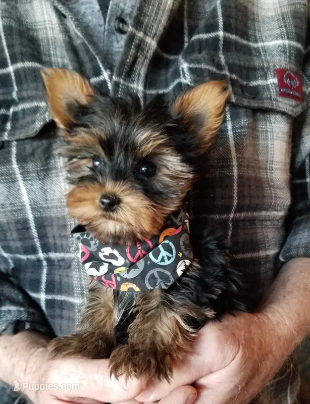 Henry – Yorkshire Terrier puppy for sale in Bolivar, MO