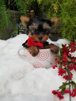 Henry, a male Yorkshire Terrier for sale in Bolivar, MO – Photo 7 of 8
