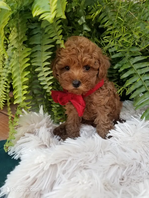 Paxton  – Poodle - Toy  puppy for sale in Bolivar, MO