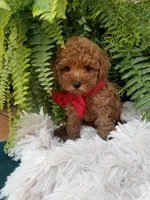 Paxton , a male Poodle - Toy  for sale in Bolivar, MO – 6 of 10