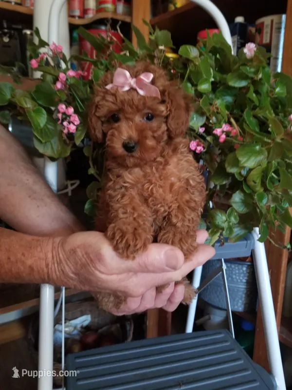 Dolly – Poodle - Toy  puppy for sale in Bolivar, MO