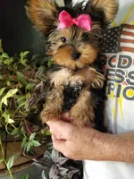 Catalina , a female Yorkshire Terrier for sale in Bolivar, MO – 5 of 10