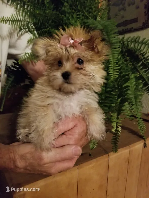 Catalina  – Morkie puppy for sale in Bolivar, MO