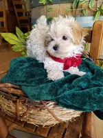 Hunter , a male Maltipoo for sale in Bolivar, MO – 6 of 9