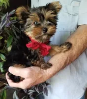 Charlie , a male Yorkshire Terrier for sale in Bolivar, MO – 6 of 6