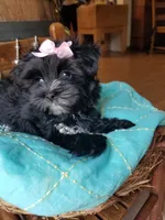 Snow Paws, a female Morkie for sale in Bolivar, MO – 8 of 9