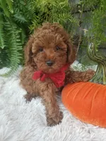 Hudson , a male Poodle - Toy  for sale in Bolivar, MO – 5 of 10