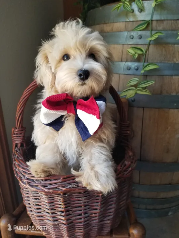 Bentley  – Maltipoo puppy for sale in Bolivar, MO