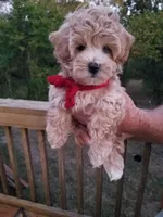 Rubble , a male Maltipoo for sale in Bolivar, MO – 2 of 10