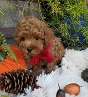 Paxton , a male Poodle - Toy  for sale in Bolivar, MO – 5 of 10