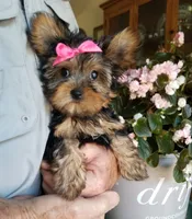 Catalina , a female Yorkshire Terrier for sale in Bolivar, MO – 9 of 10
