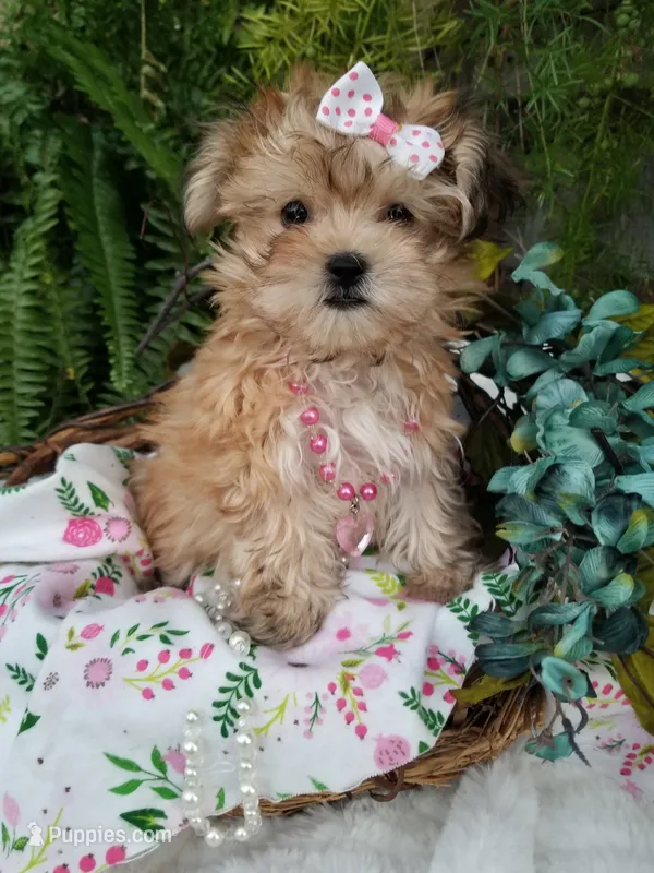 Kitty  – Morkie puppy for sale in Bolivar, MO