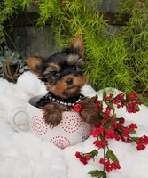 Lucas, a male Yorkshire Terrier for sale in Bolivar, MO – Photo 2 of 9