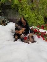 Lucas, a male Yorkshire Terrier for sale in Bolivar, MO – Photo 7 of 9