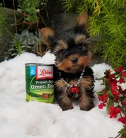 Lucas, a male Yorkshire Terrier for sale in Bolivar, MO – Photo 3 of 9