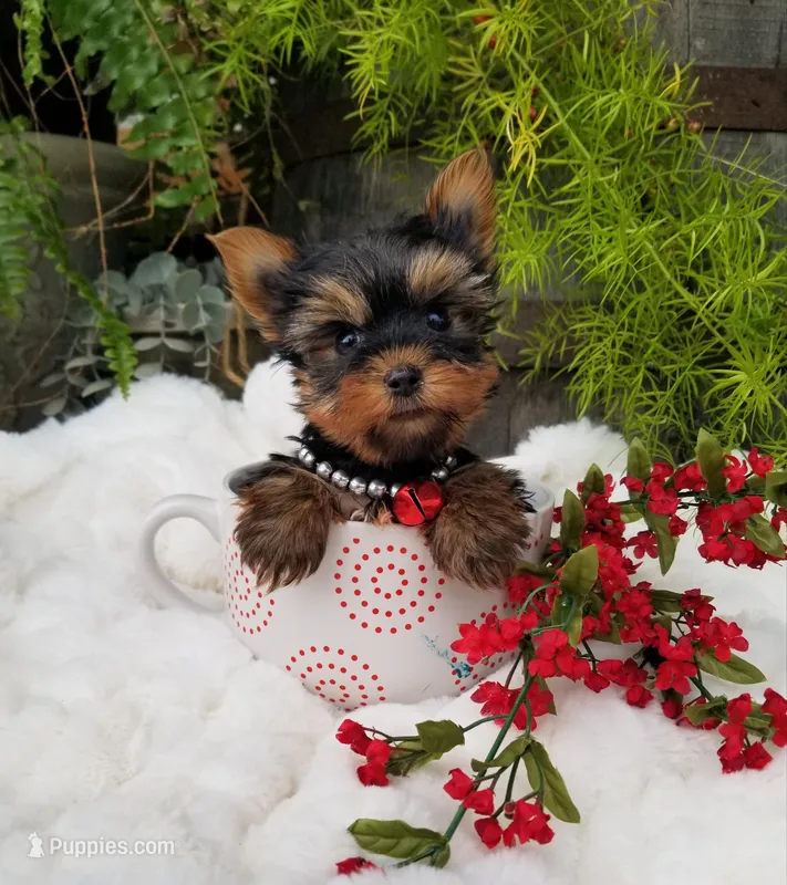 Lucas, a male Yorkshire Terrier for sale in Bolivar, MO – Photo 1 of 9