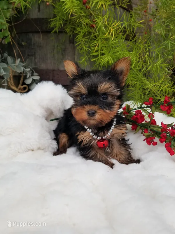 Lucas – Yorkshire Terrier puppy for sale in Bolivar, MO