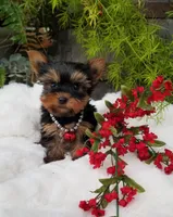 Lucas, a male Yorkshire Terrier for sale in Bolivar, MO – Photo 5 of 9