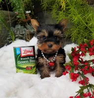 Lucas, a male Yorkshire Terrier for sale in Bolivar, MO – Photo 9 of 9