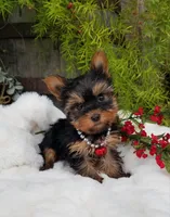 Lucas, a male Yorkshire Terrier for sale in Bolivar, MO – Photo 4 of 9