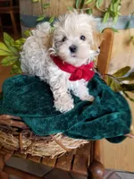 Hunter , a male Maltipoo for sale in Bolivar, MO – 4 of 9
