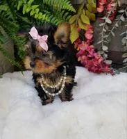 Catalina , a female Yorkshire Terrier for sale in Bolivar, MO – 4 of 10