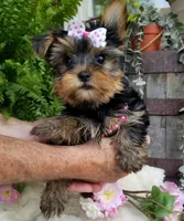 Cricket , a female Yorkshire Terrier for sale in Bolivar, MO – 9 of 10
