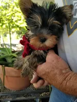 Mickey , a male Yorkshire Terrier for sale in Bolivar, MO – 8 of 10