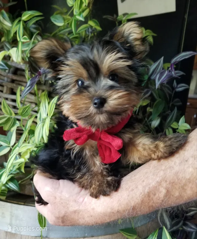 Charlie  – Yorkshire Terrier puppy for sale in Bolivar, MO