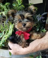 Charlie , a male Yorkshire Terrier for sale in Bolivar, MO – 4 of 6