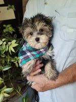 Rip, a male Morkie for sale in Bolivar, MO – 5 of 5