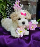 Lilo, a female Morkie for sale in Bolivar, MO – 5 of 10